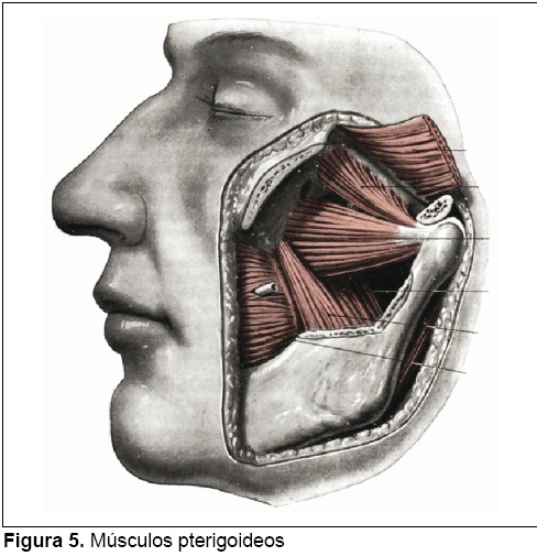 Músculo Esfenomandibular, Quinto Masticador