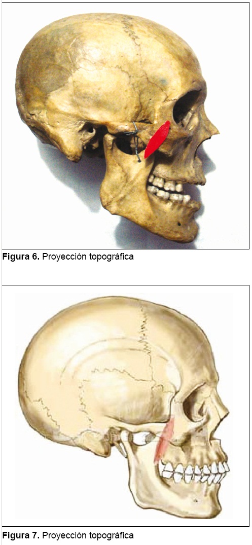 Músculo Esfenomandibular, Quinto Masticador