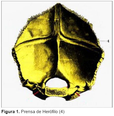 Orts Llorca Anatomia.pdf