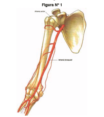 anatomia de gardner gray pdf