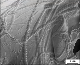 Descripción: cianobacterias