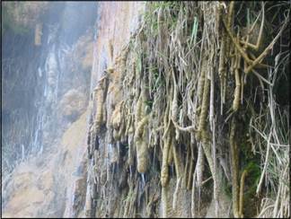 Descripción: hvelica dic 2011 122