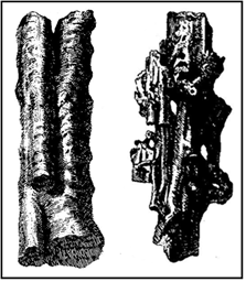 Descripción: petrificaciones 2