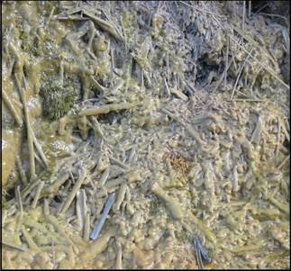 Descripción: TRAVERTINO_huelva 2010  FOTO 4-2