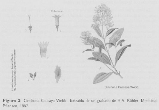 Naturaleza bañera Resolver La quinina. Historia y Síntesis