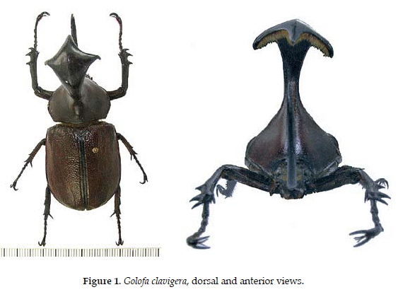 Golofa Clavigera Linnaeus 1771 In Bolivia A New Country Record Coleoptera Scarabaeidae Dynastinae