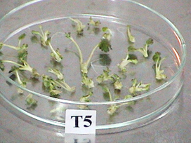 Descripción: D:\RIIARn 2020\RIIARn Vol 7, núm 1\Micropropagación frutilla 1-20\Documento final\Fig 6b.JPG